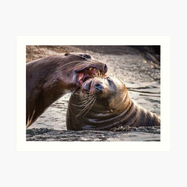 Sea lions Playing, Belle Chain Islets Art Print