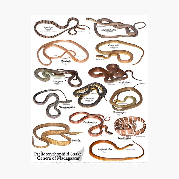 The Pseudoxyrhophiid Snake Genera of Madagascar, v. 1.0 Photographic Print