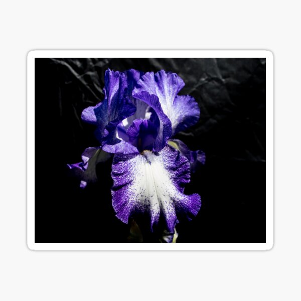 Item preview, Iris designed and sold by CanadianWild418.