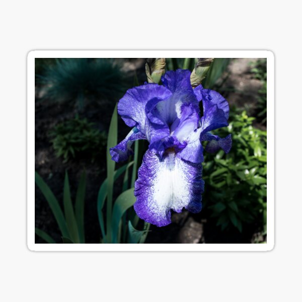 Item preview, Iris in bloom designed and sold by CanadianWild418.