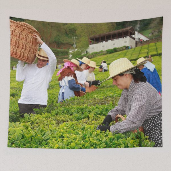 Item preview, Porto Formoso tea gardens designed and sold by Gaspar Avila.