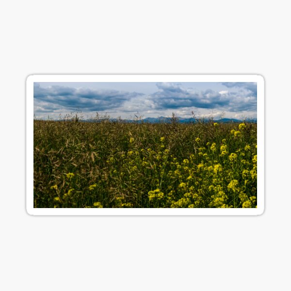 Item preview, Standing in a Canola field designed and sold by CanadianWild418.
