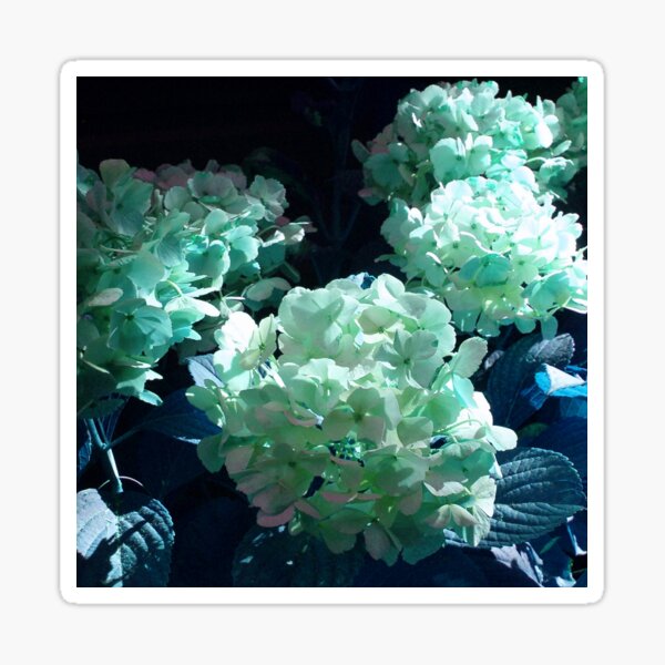  HYDRANGEA  IN TURQUOISE WITH A SPOT OF SUNSHINE 70'S STYLE 2022 small Sticker