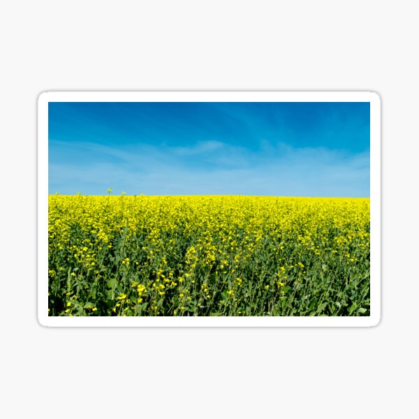 Item preview, Canola under a big sky designed and sold by CanadianWild418.