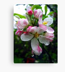 pink raindrops Canvas Print
