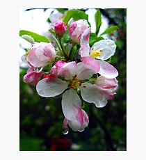 pink raindrops Photographic Print