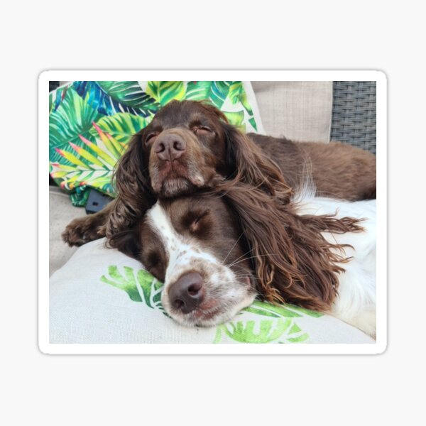 Artikel-Vorschau von Schlafende Spaniels, designt und verkauft von KatieWilde04.