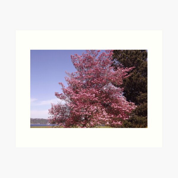 Aperçu de l'œuvre Pink Petals Along Puget Sound - Commencement Bay créée et vendue par seeingred13.