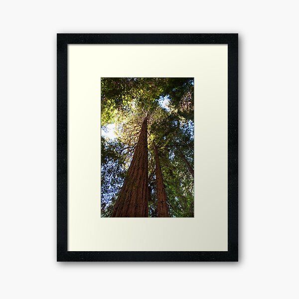 Item preview, Reaching for the Sky - Coastal Redwood, Muir Woods National Monument. California.  designed and sold by Mike Koenig.