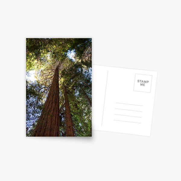Item preview, Reaching for the Sky - Coastal Redwood, Muir Woods National Monument. California.  designed and sold by Mike Koenig.