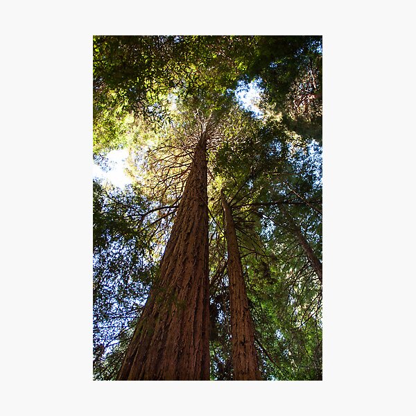 Item preview, Reaching for the Sky - Coastal Redwood, Muir Woods National Monument. California.  designed and sold by Mike Koenig.