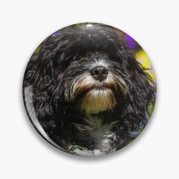 Item preview,  Black Cavapoo Puppy designed and sold by Jane Stanley Photography.