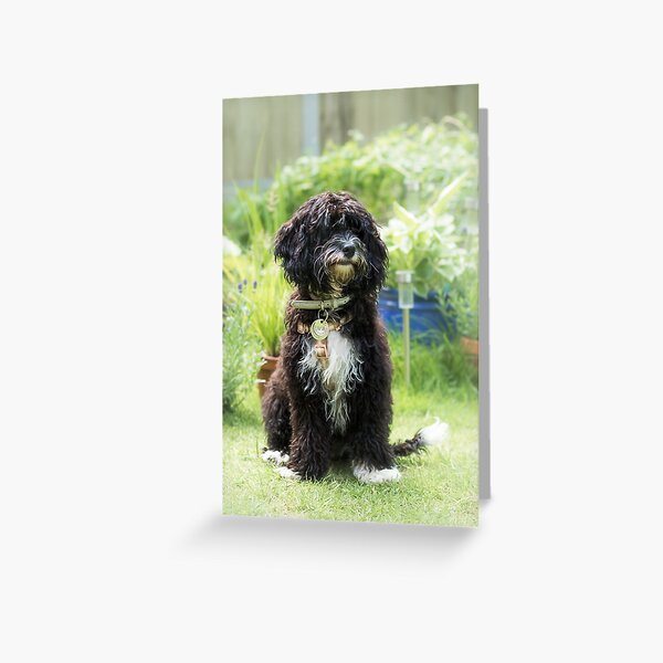 Black Cavapoo Puppy Greeting Card