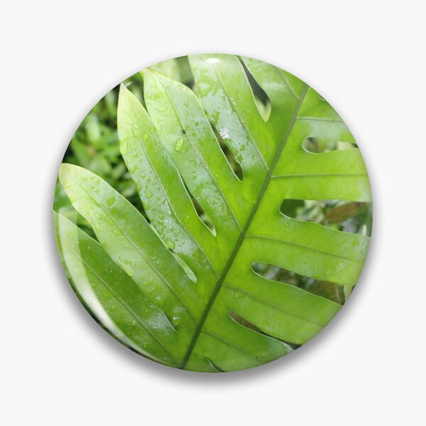 Item preview, Hawaii tropical rainforest Hawaiian aloha fern designed and sold by alohagiftbox.