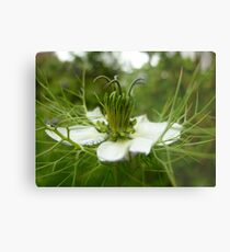 Nigella Metal Print