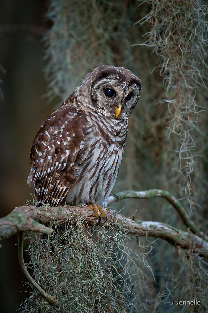  Florida Barred Owl In Spanish Moss By J Jennelle Redbubble