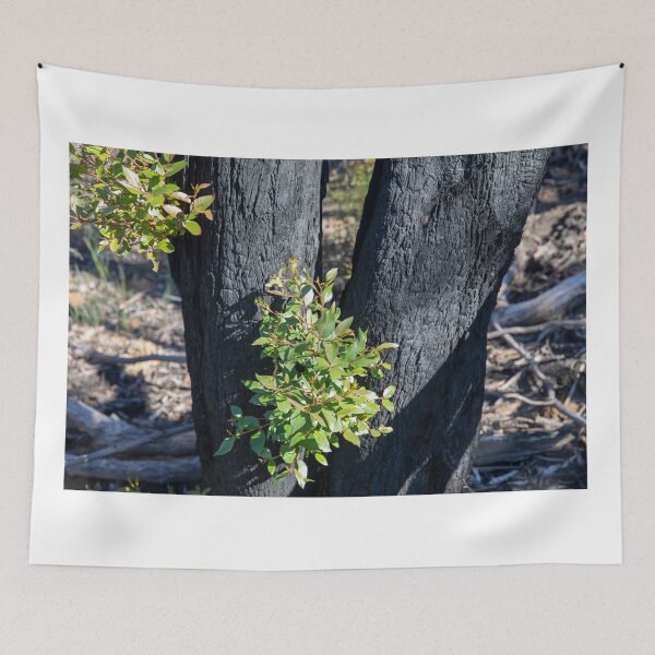 Item preview, australian bushfires new growth designed and sold by Martin Berry Photography.