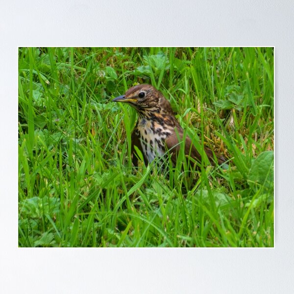Artikelvorschau, Thrush In The Grass entworfen und verkauft von lynn carter.