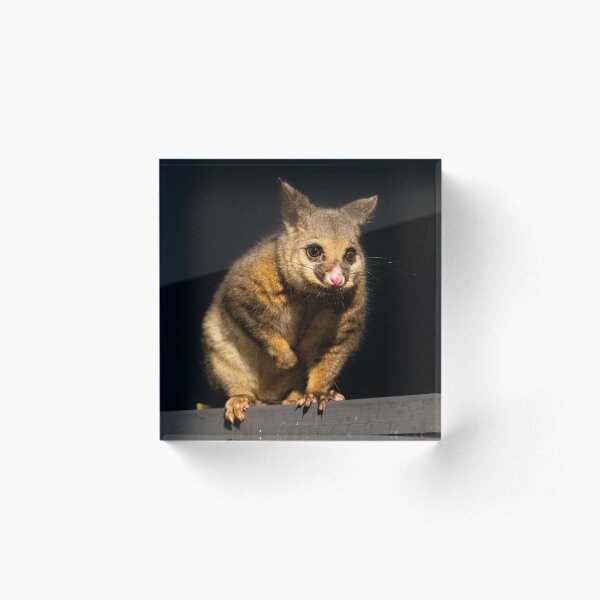 Item preview, Friendly Australian Possum designed and sold by Aiin Ojani.