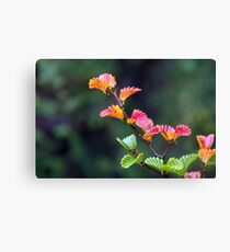 Fagus Canvas Print