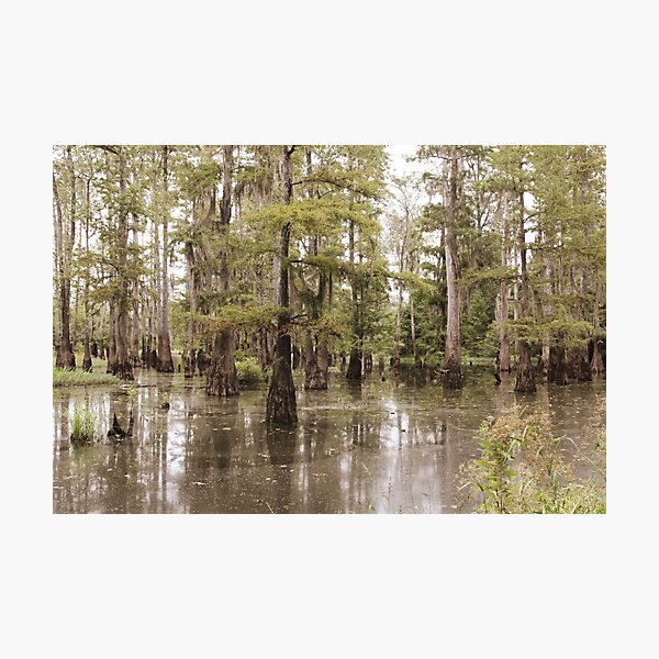 Item preview, The Beauty Of The Swamp designed and sold by RoseC.