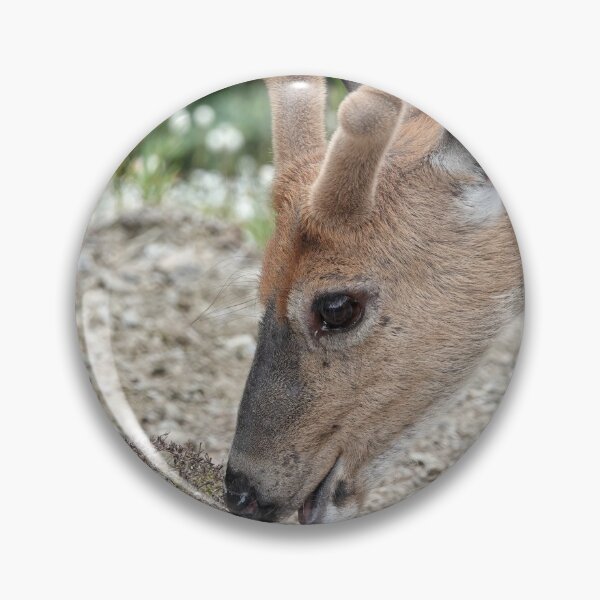 Item preview, Wild black-tailed deer designed and sold by SDym Photography.