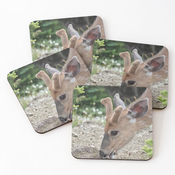Item preview, Wild black-tailed deer designed and sold by SDym Photography.