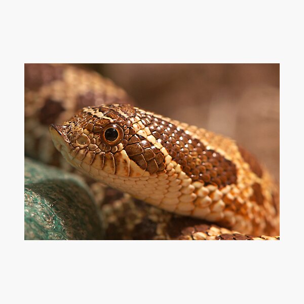 Photograph, Eastern Hognose Snake playing dead