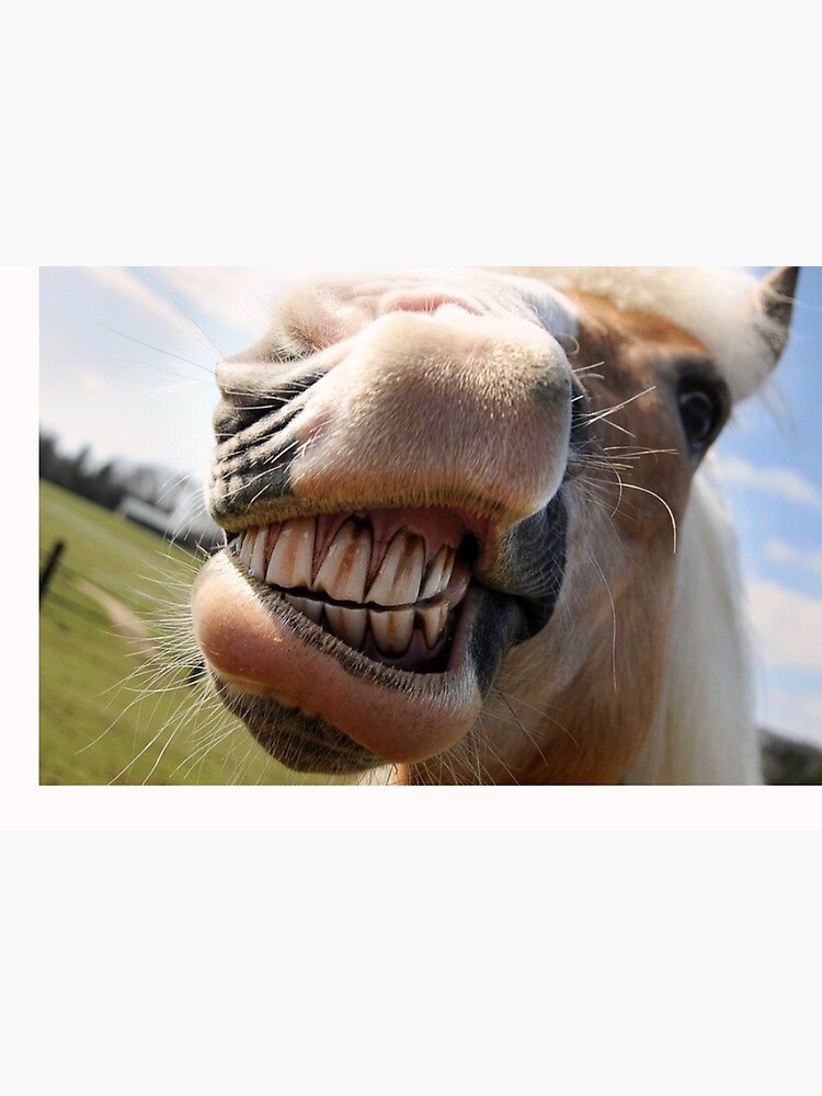 horse laughing Fun Mouth muzzle coronavirus face mask by Julieford