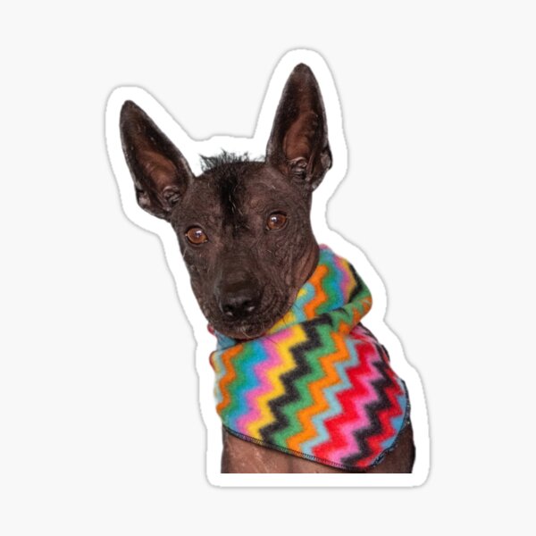 Item preview, Xolo en una bufanda designed and sold by Xolo-Rescue.