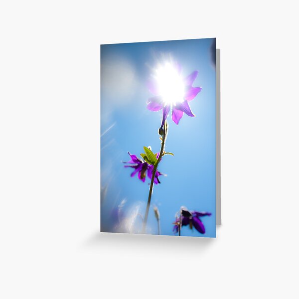 Download Sun Flowers Images Gifts Merchandise Redbubble PSD Mockup Templates