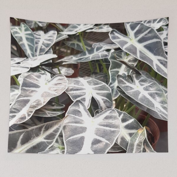 Item preview, Arrowhead plant picture for plantmom and plantdad. designed and sold by PlusAdore.