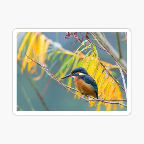 Autumn Kingfisher Sticker