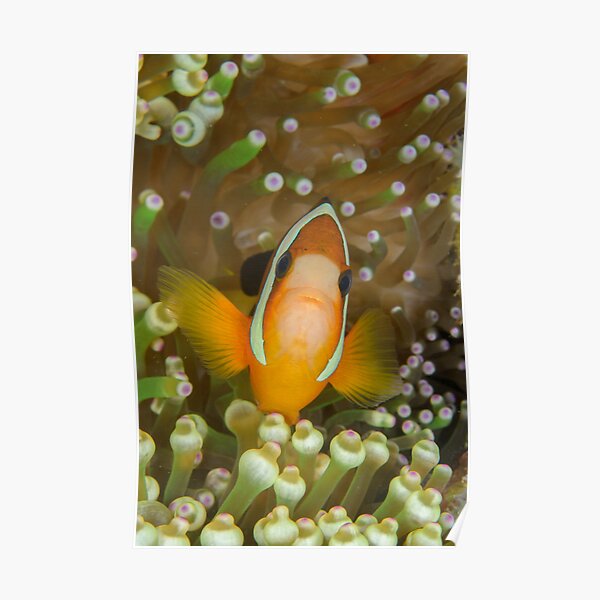 Clark's Anemonefish - Amphiprion clarkii Poster