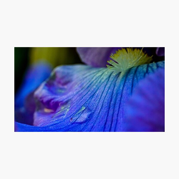 Mouth of an Iris Photographic Print