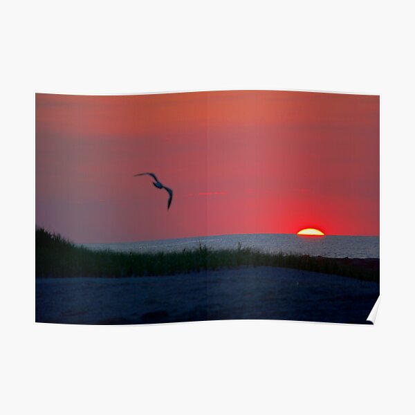 Morning Flight Poster
