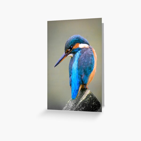 Female Kingfisher Greeting Card