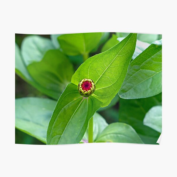 Zinnia Bud Poster
