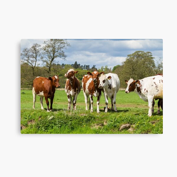 Item preview, Ayrshire Cows designed and sold by JStanley19.