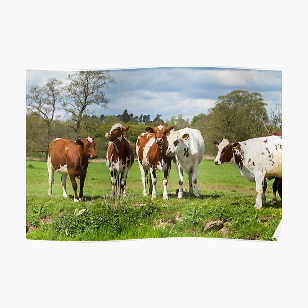 Ayrshire Cows Poster