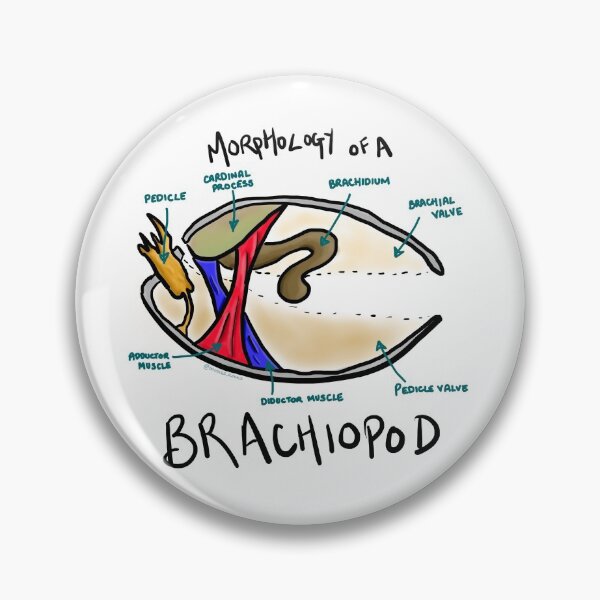Item preview, Morphology of a Brachiopod designed and sold by RockADoodles.