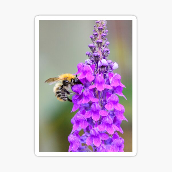Bumble Bee on Foxglove Sticker