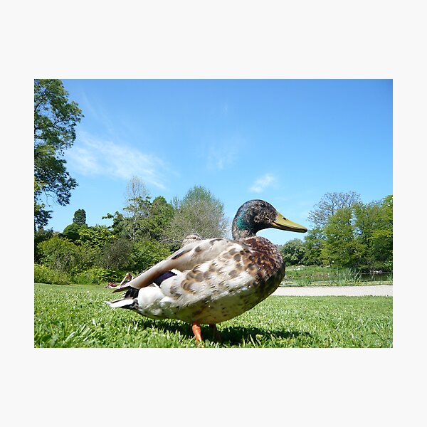 Duck in Botanic Garden Copenhagen Photographic Print