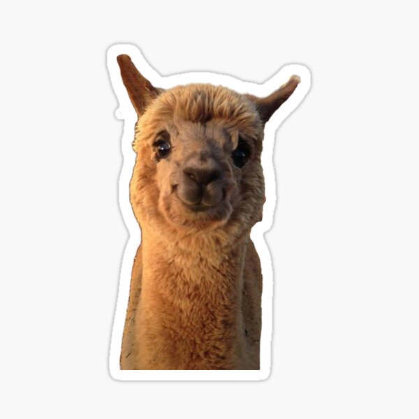 Stickers Sur Le Theme Lama Fou Redbubble