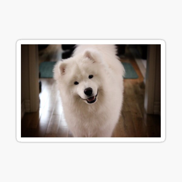 Item preview, Smiling Samoyed designed and sold by noallylikeme.