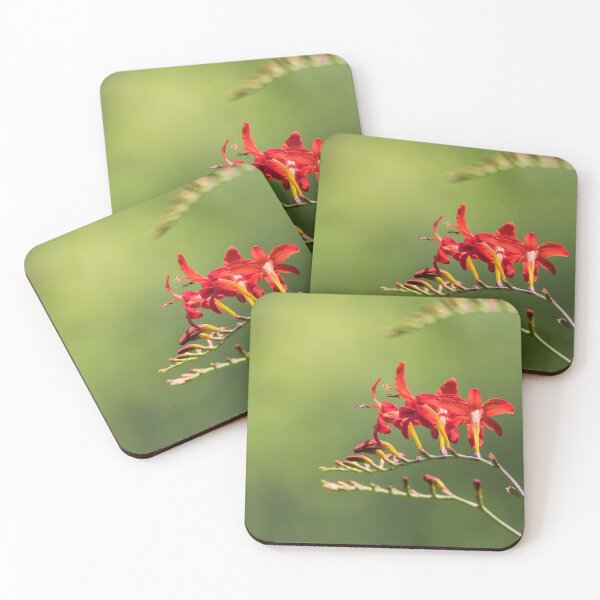 Item preview, Crocosmia Lucifer, Montbretia, a beautiful red flower  designed and sold by Rabbitti.