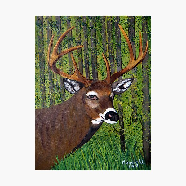 Buck by the forest Photographic Print