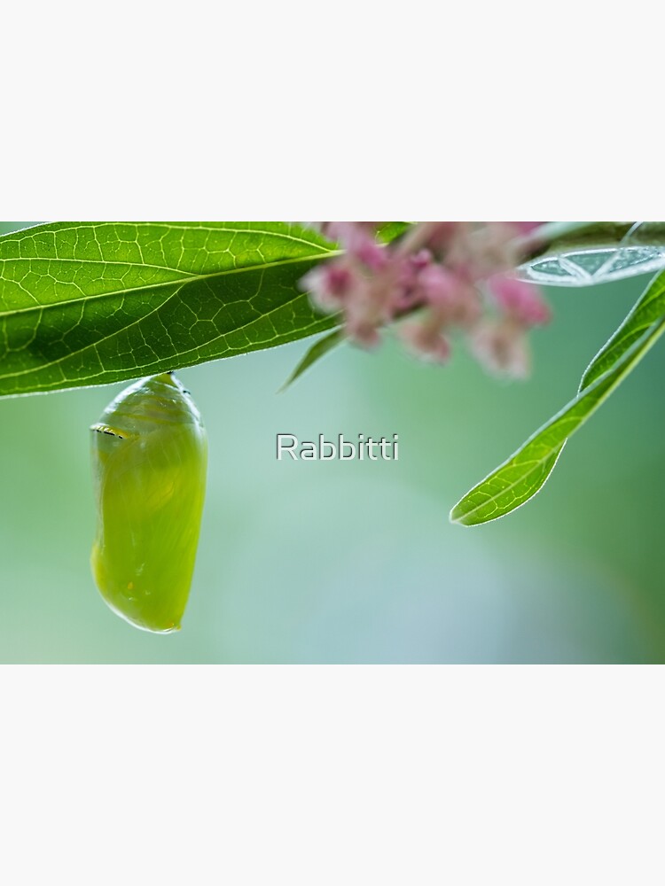 Monarch Butterfly Chrysalis macro newly formed on Swamp Milkweed by Rabbitti
