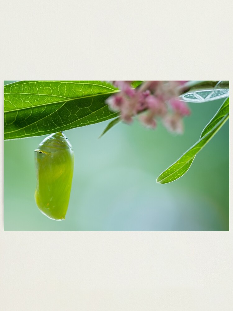 Alternate view of Monarch Butterfly Chrysalis macro newly formed on Swamp Milkweed Photographic Print