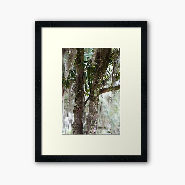 Spanish Moss Framed Art Print